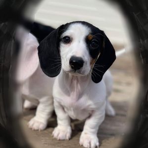 Meet your Posher, Kandi